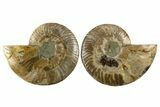 Cut & Polished, Agatized Ammonite Fossil - Madagascar #310697-1